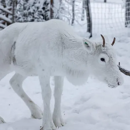 Luxury Lapland Aihki Retreat By Hilla *